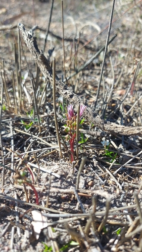 Image of Lachenalia corymbosa by (c) Jacques van der Merwe, some rights reserved (CC BY-SA)