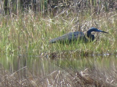 Egretta caerulea × tricolor