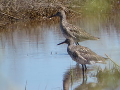 Tringa semipalmata semipalmata