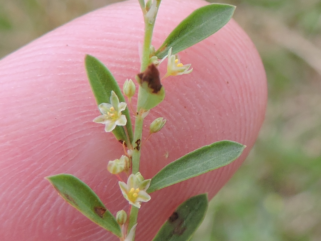 Phyllanthus polygonoides