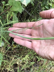 Perideridia pringlei