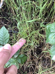 Perideridia pringlei