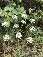 Perideridia pringlei