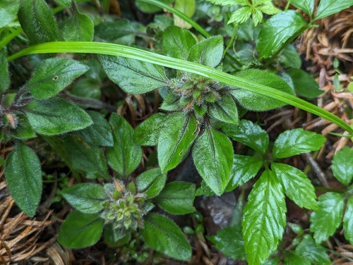 Lysimachia phyllocephala