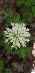 Monarda luteola