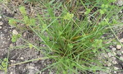 Carex planostachys