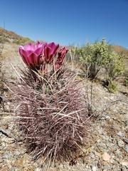 Sclerocactus polyancistrus
