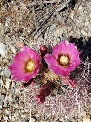 Sclerocactus polyancistrus