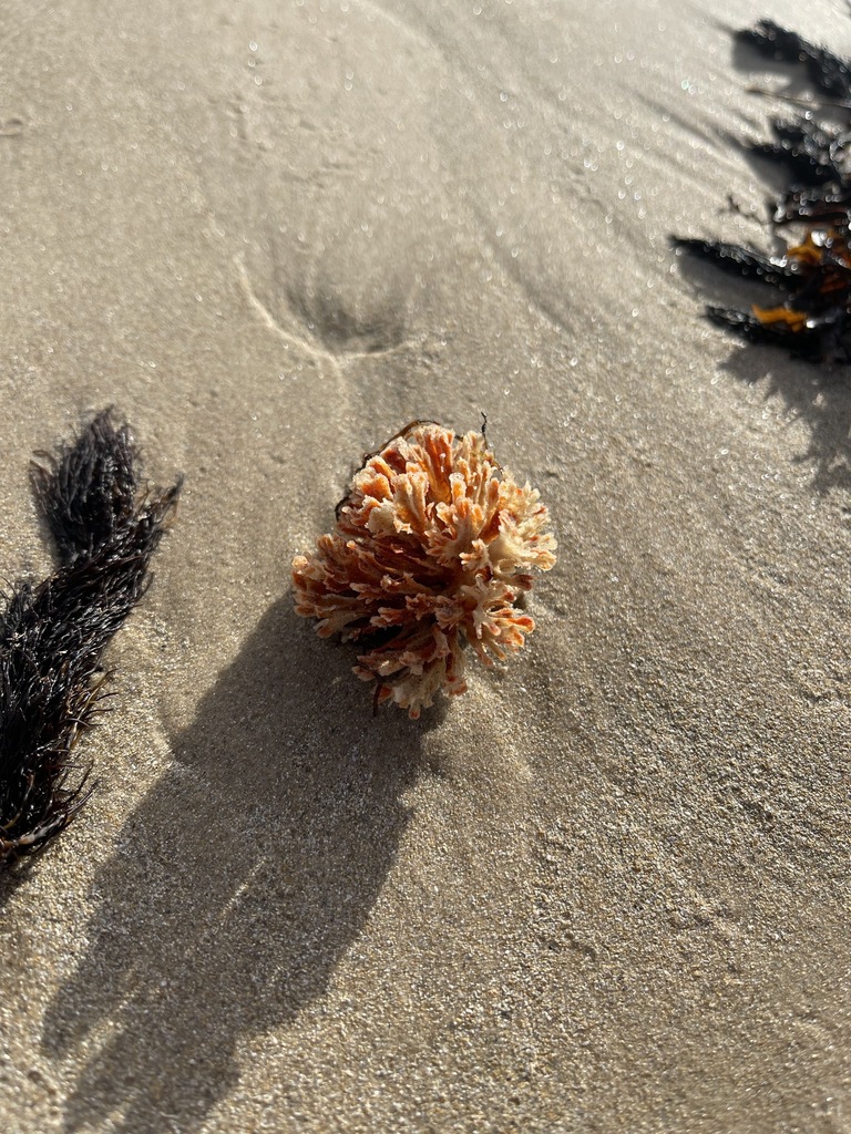 Acanthella dendyi