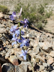 Delphinium parishii