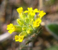Alyssum trichostachyum