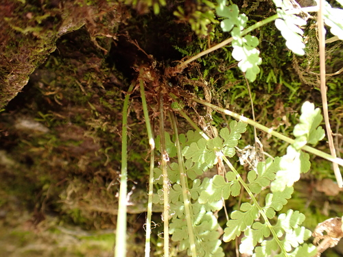 Image of Cystopteris tenuis by (c) Steven Lamonde, some rights reserved (CC BY)
