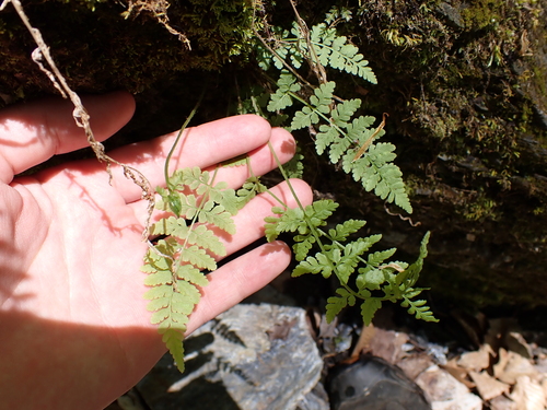 Image of Cystopteris tenuis by (c) Steven Lamonde, some rights reserved (CC BY)