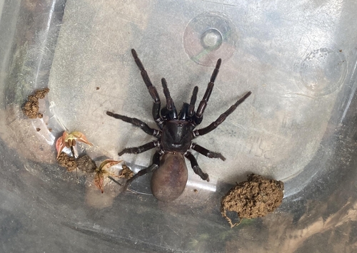 Raveniola hyrcanica photographed in Azerbaijan