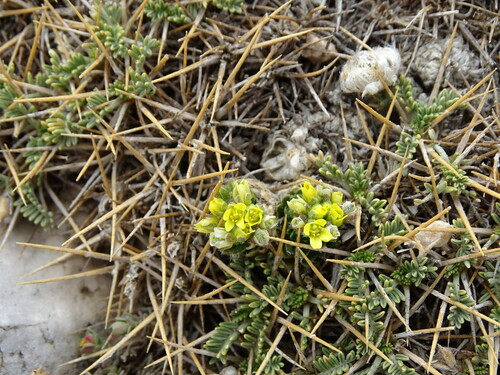 Draba cretica