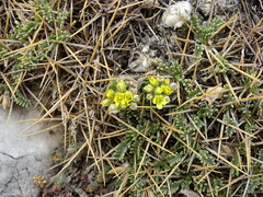 Draba cretica, photograph (c) Grzegorz Grzejszczak, some rights reserved (CC BY-SA)