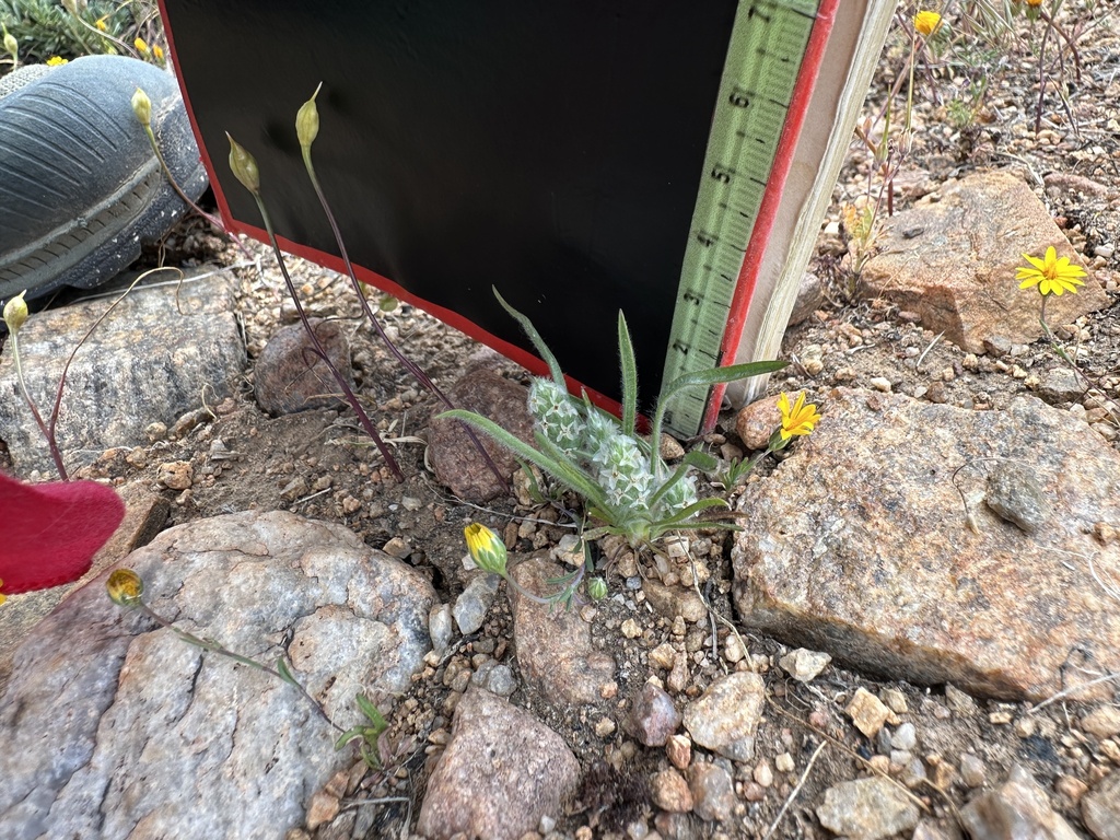 Woolly Plantain from San Bernardino National Forest, Mountain Center ...