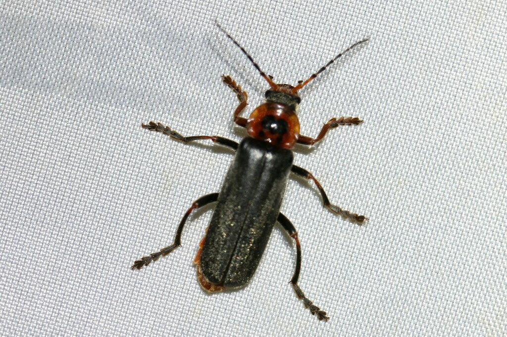 Cantharis annularis