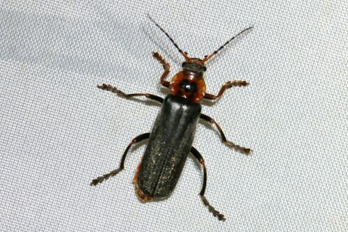 Cantharis annularis
