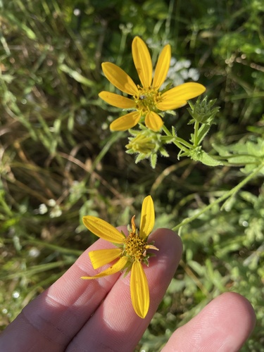 Engelmannia peristenia