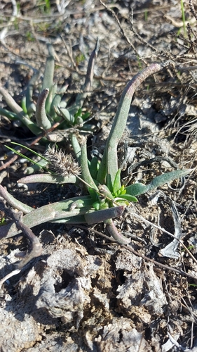 Cephalophyllum parviflorum, photograph 3