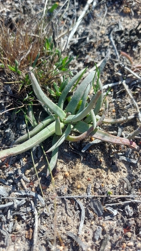 Cephalophyllum parviflorum, photograph 4