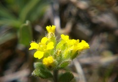 Alyssum trichostachyum