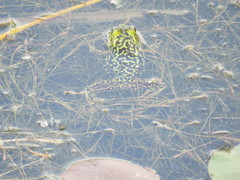 Lithobates septentrionalis