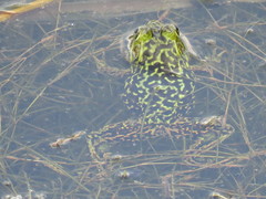 Lithobates septentrionalis