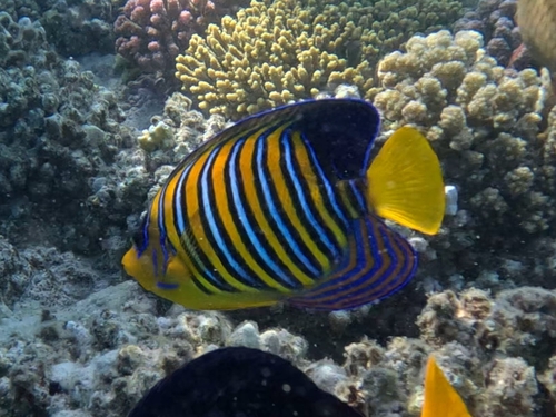 Regal Angelfish — seen at this dive site