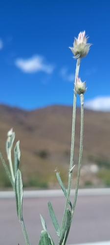 Image of Xeranthemum inapertum by (c) Diego Nieto Lugilde, some rights reserved (CC BY)