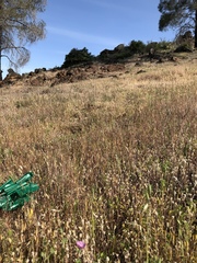 Sidalcea diploscypha