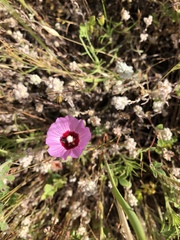 Sidalcea diploscypha