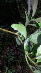 Furcifer willsii