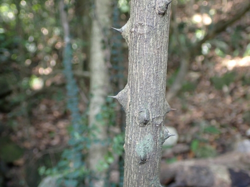 Image of Zanthoxylum avicennae by (c) CYL, some rights reserved (CC BY)