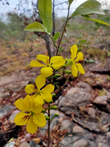 Yellow Mai