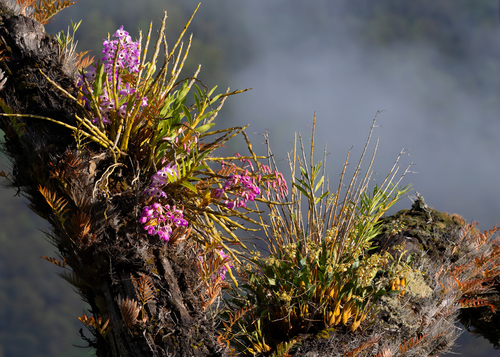 Dendrobium nobile