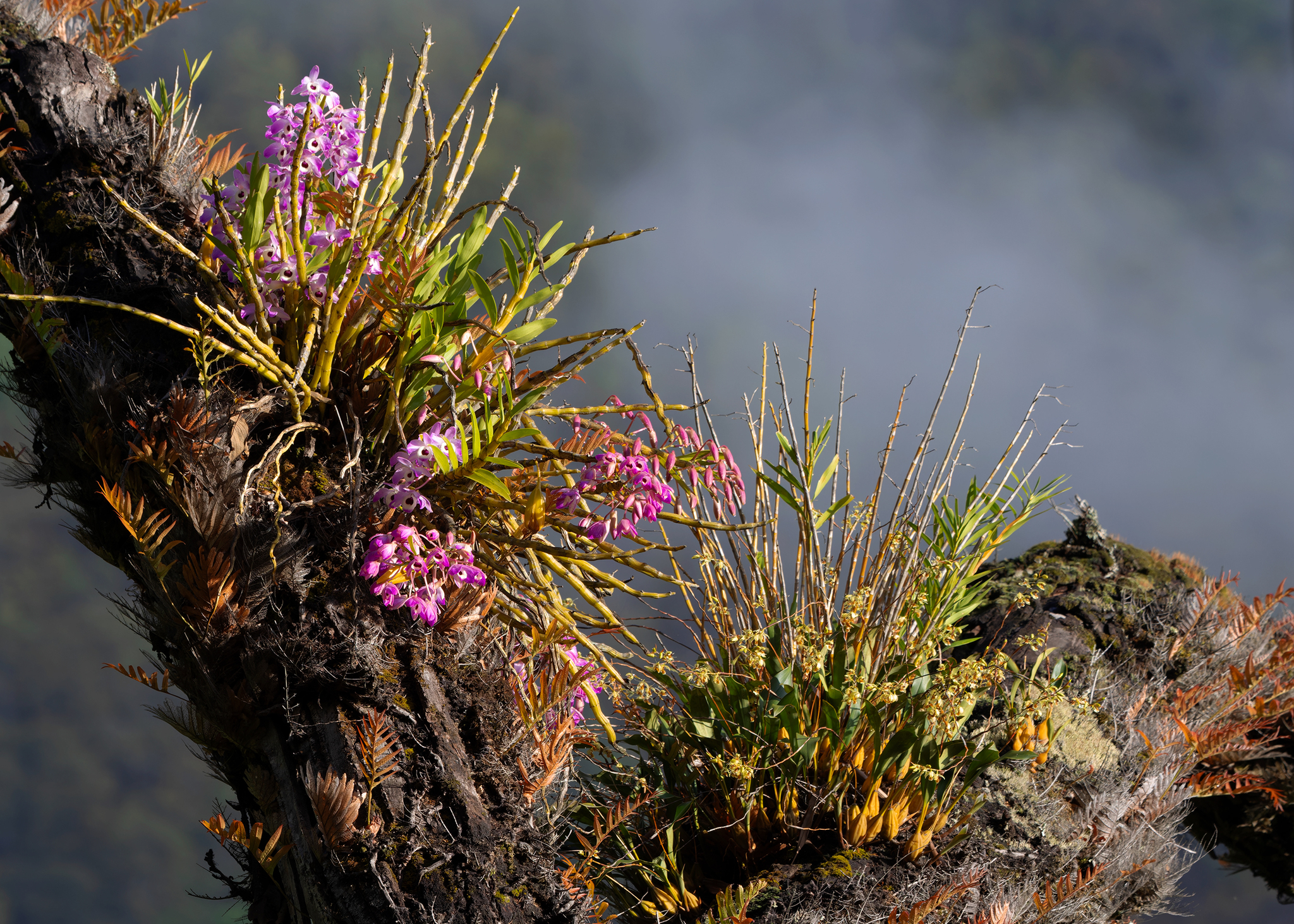 Imagem de Orquídea bambu
