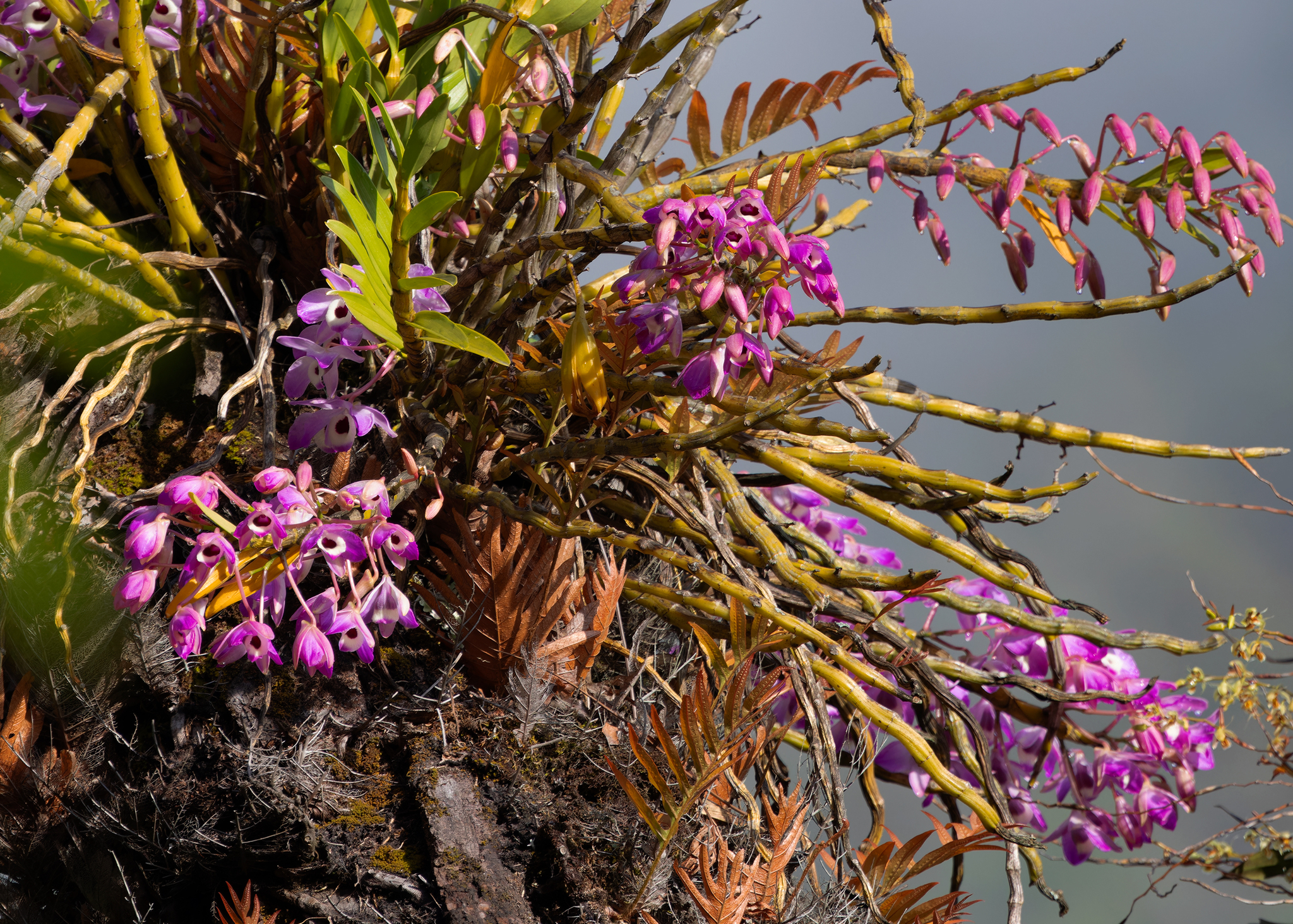 Imagem de Orquídea bambu