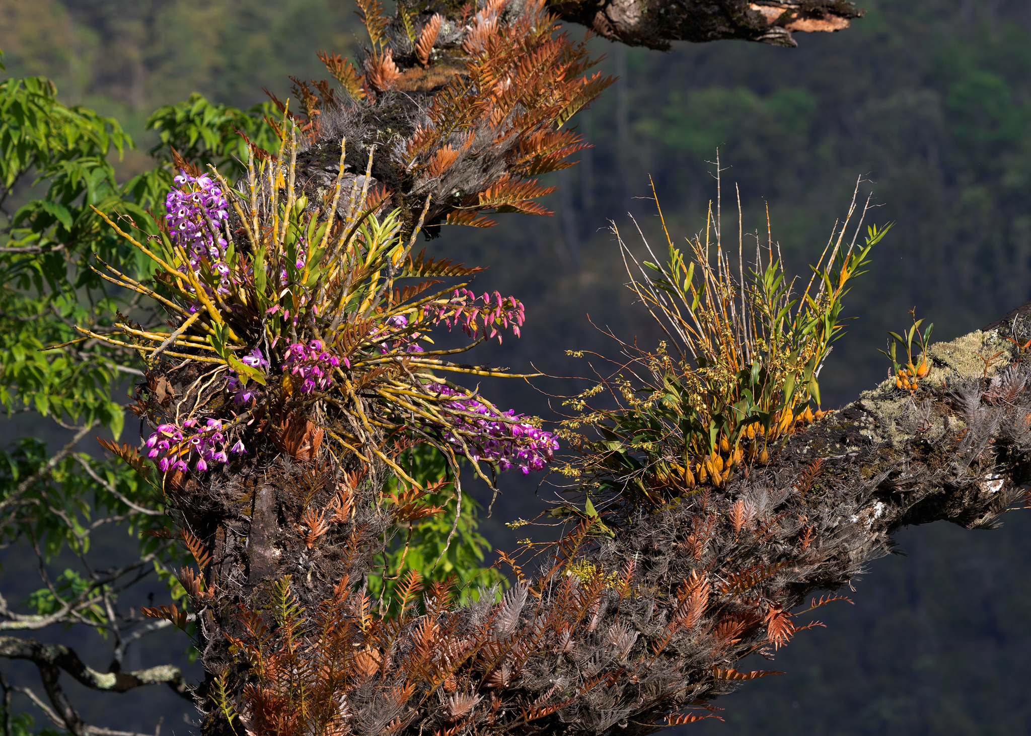 Imagem de Orquídea bambu