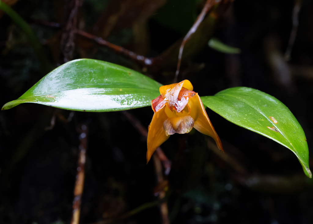 Dendrobium rotundatum