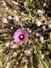Sidalcea diploscypha