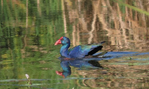 African Swamphen