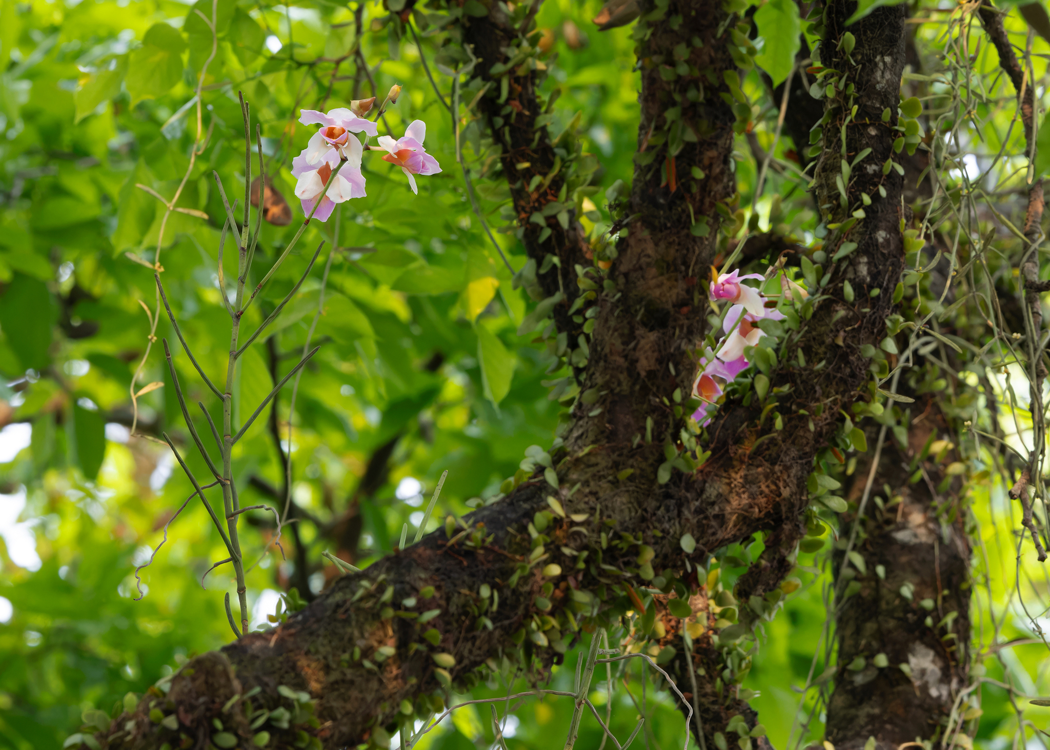 Imagem de Orquídea-borboleta
