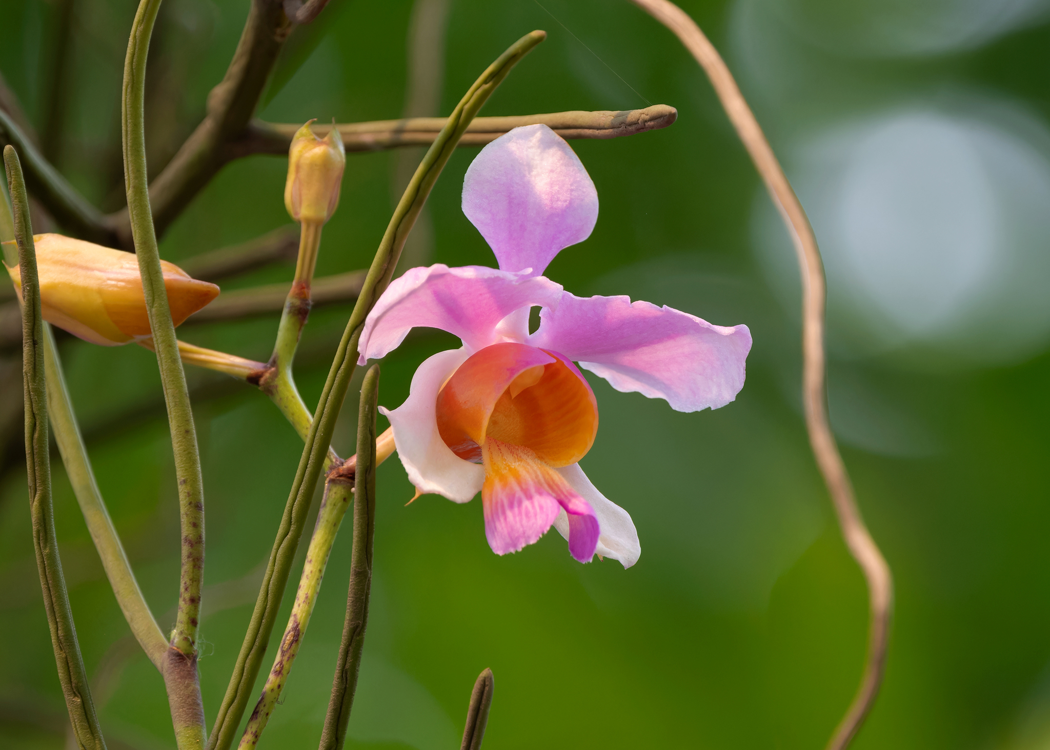 Imagem de Orquídea-borboleta