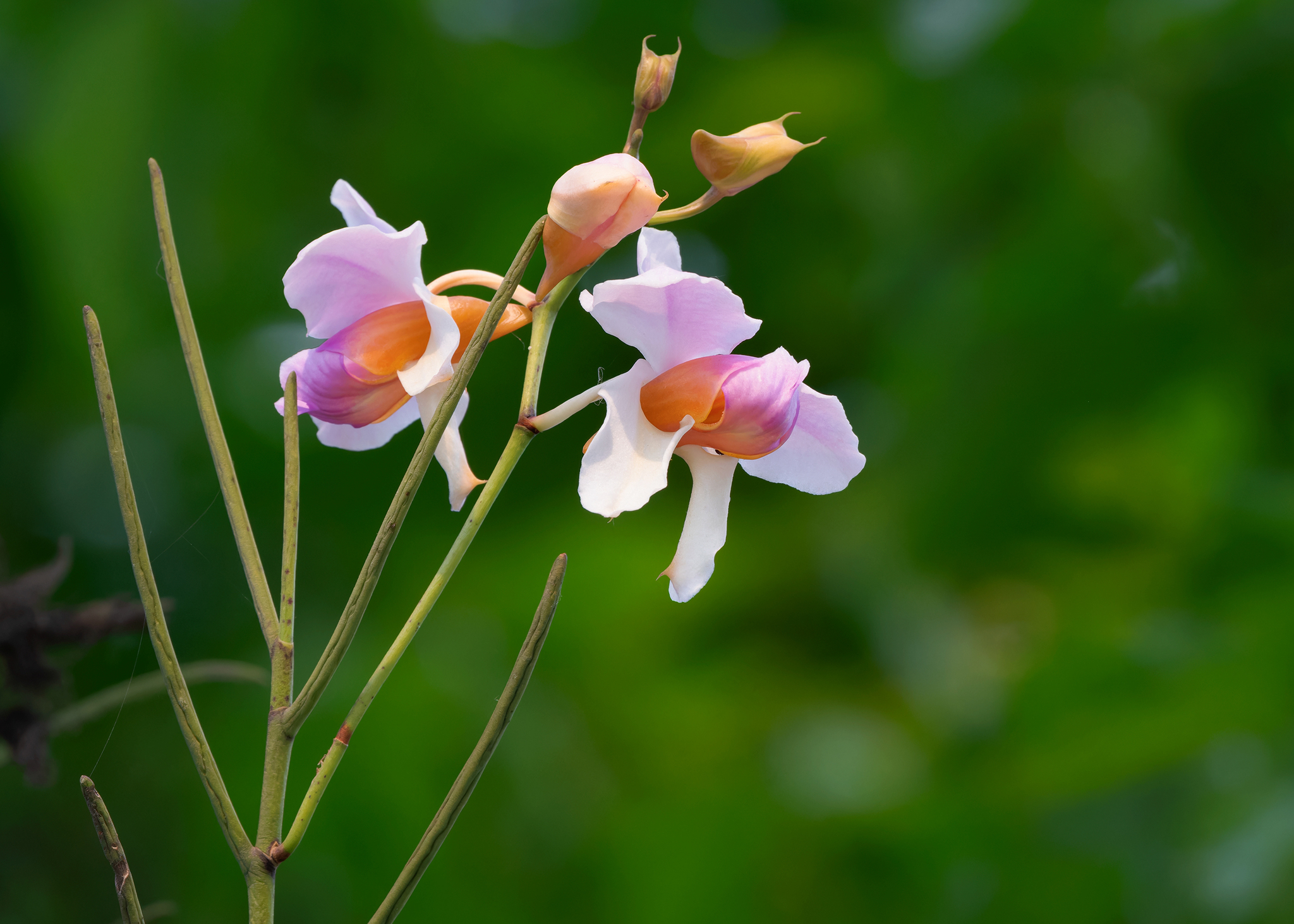 Imagem de Orquídea-borboleta