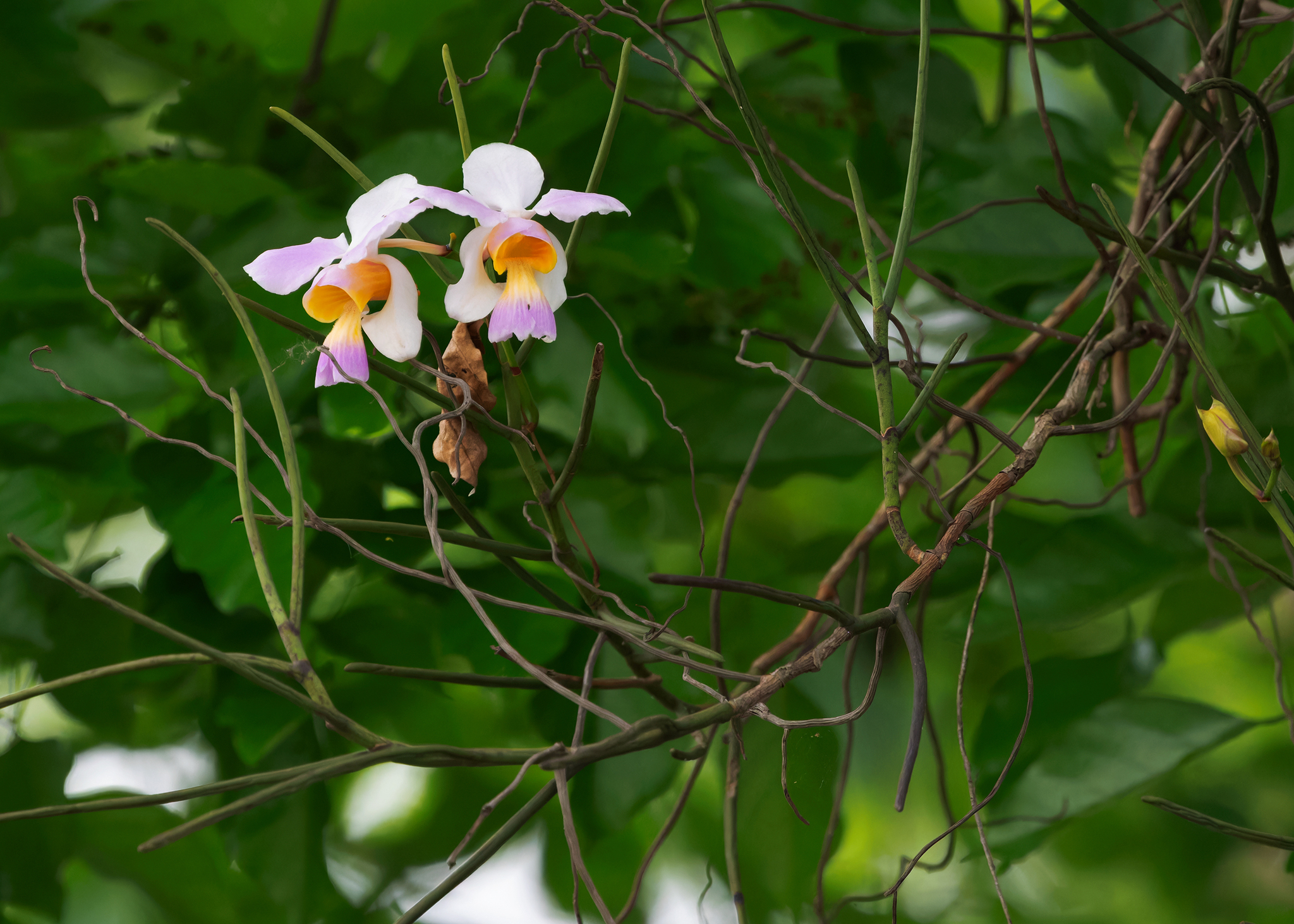 Imagem de Orquídea-borboleta