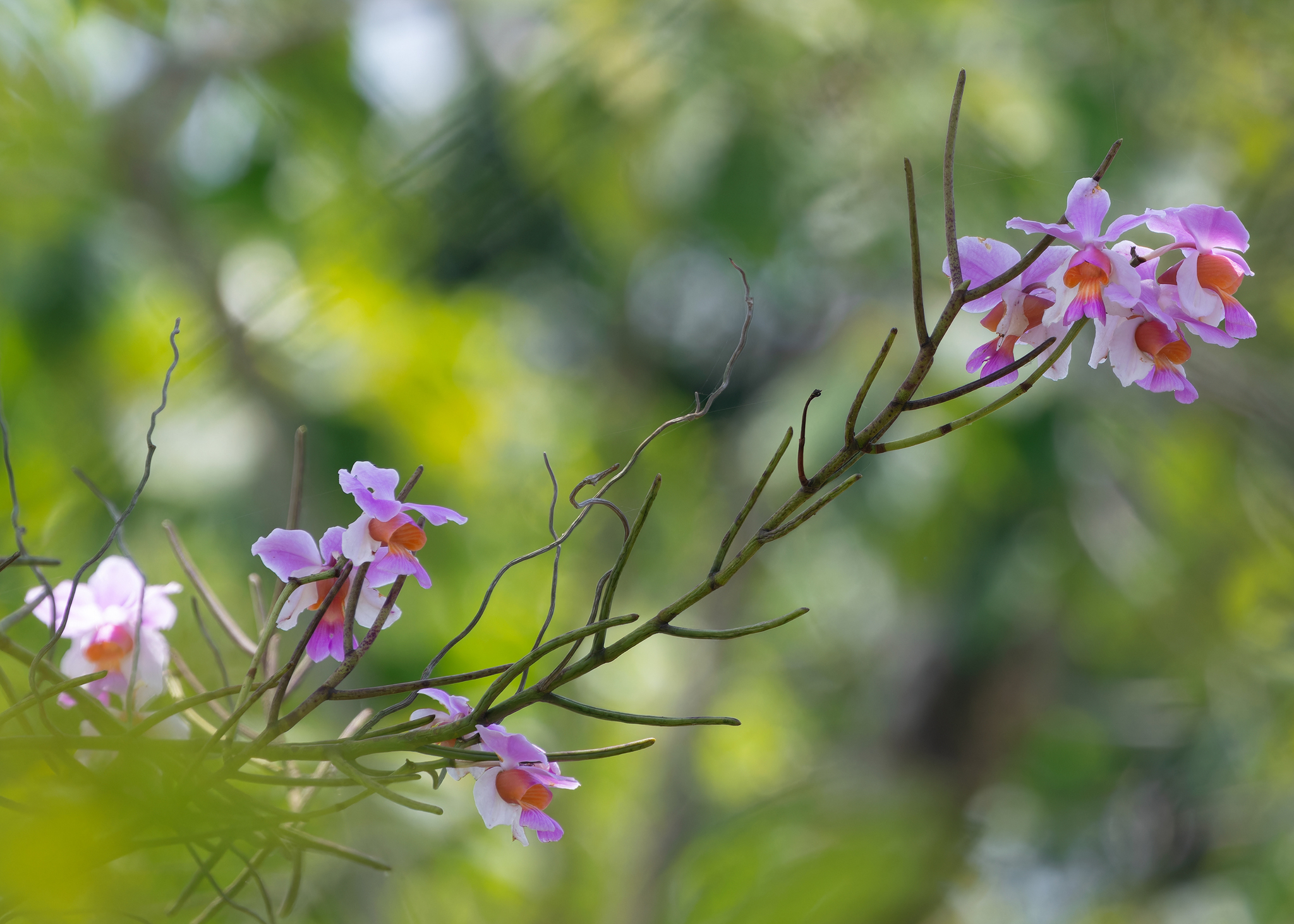 Imagem de Orquídea-borboleta