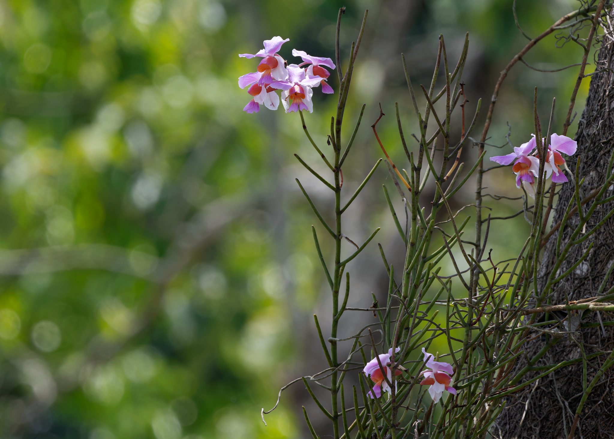 Imagem de Orquídea-borboleta