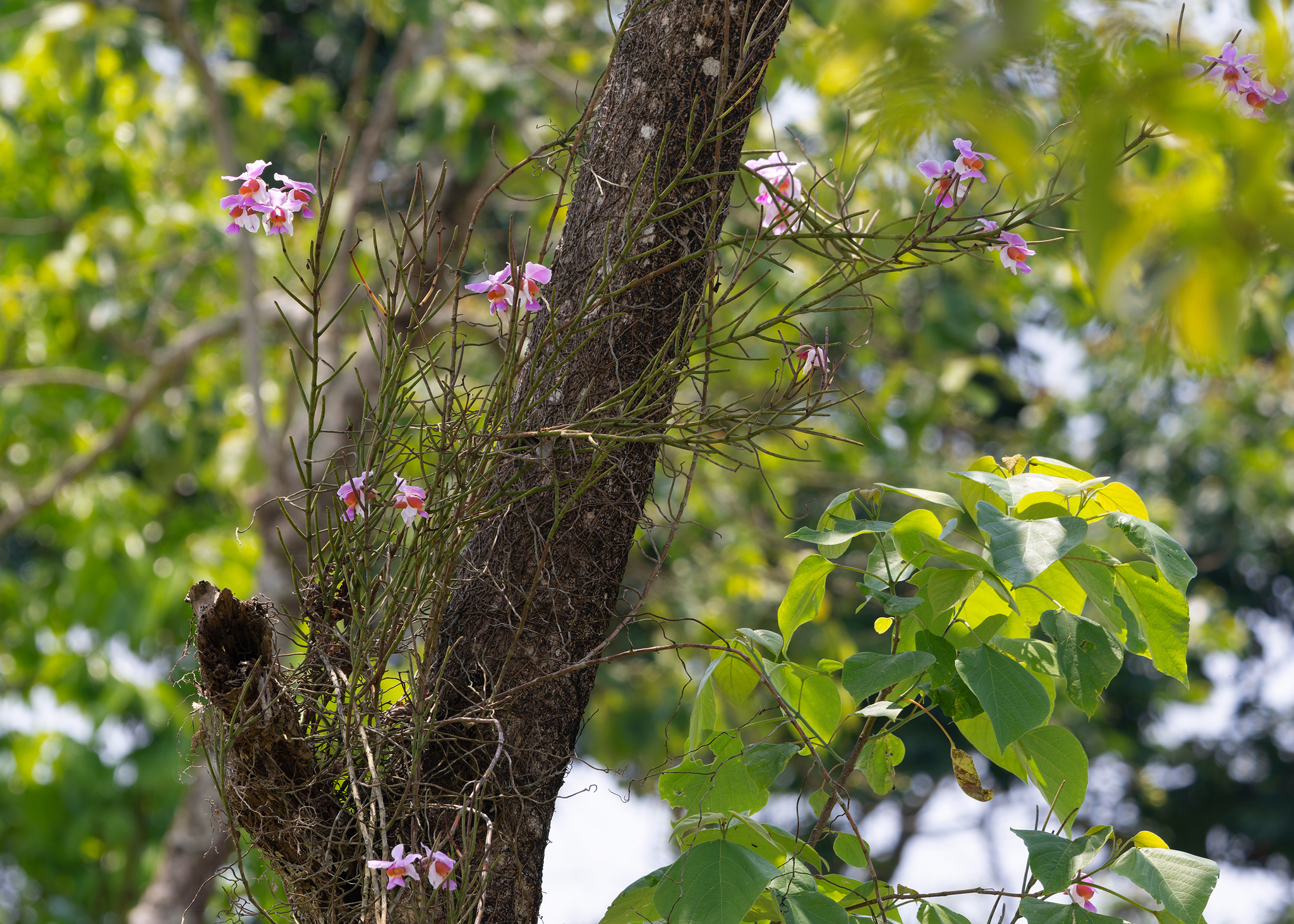 Imagem de Orquídea-borboleta